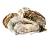 Живые устрицы (Франция)