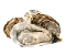 Живые устрицы (Франция)