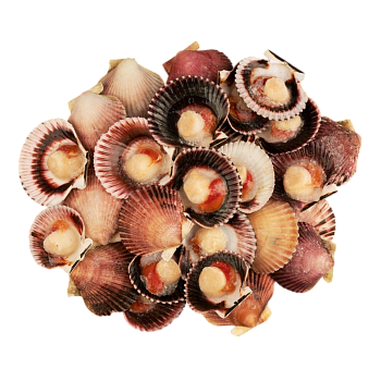 Морской гребешок 1кг