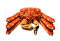 Живые морепродукты